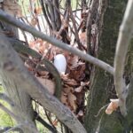 Jajko ze styropianu ukryte w drzewie