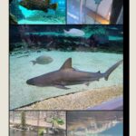 Kolaż ze zdjęciami zwierząt z Orientarium ZOO w Łodzi
