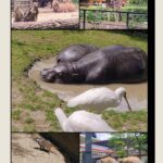 Kolaż ze zdjęciami zwierząt z Orientarium ZOO w Łodzi