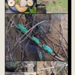 Kolaż ze zdjęciami zwierząt z Orientarium ZOO w Łodzi