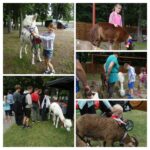 Atrakcje dla najmłodszych - alpaki